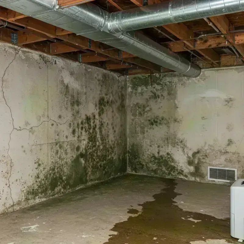 Professional Mold Removal in Lincoln Park, CO